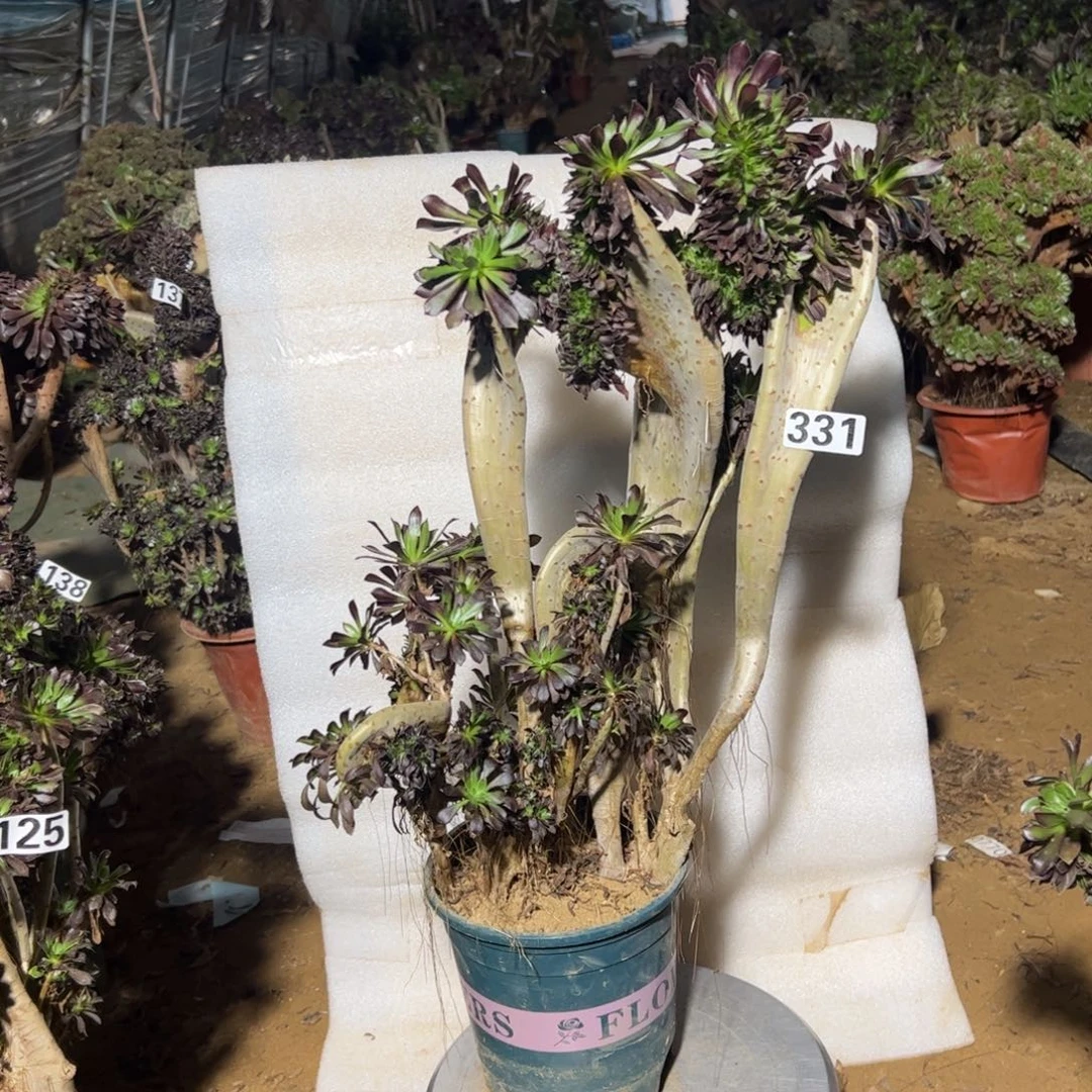 有伤黑缀331高度46厘米