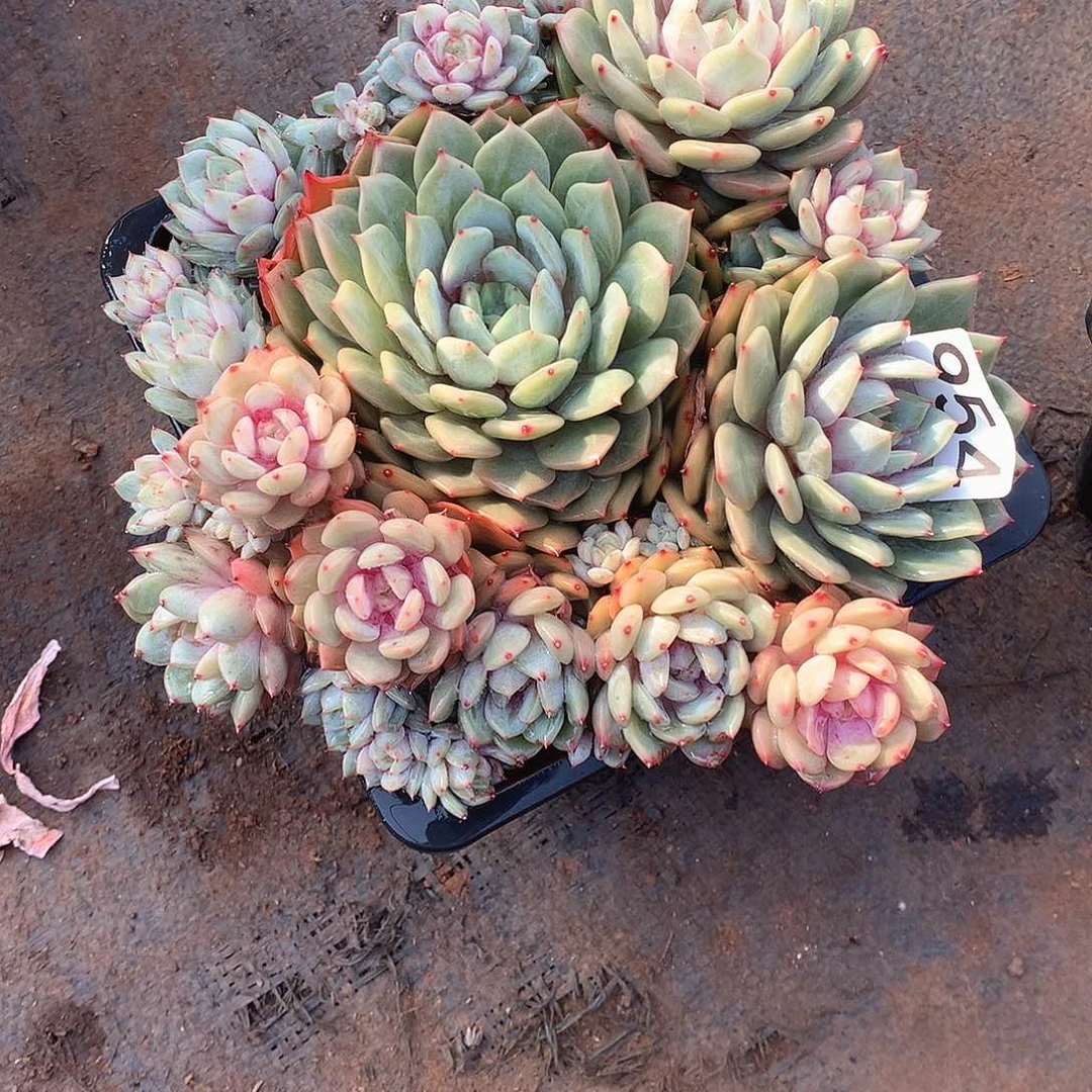 954蓝眼睛 一物一拍多肉