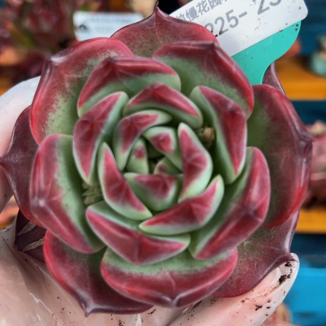 从前慢多肉精选编号0225.239