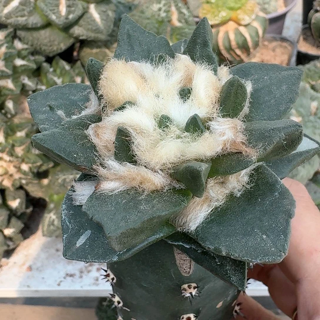 【闪购商品】无花朵纯种村主龙角435