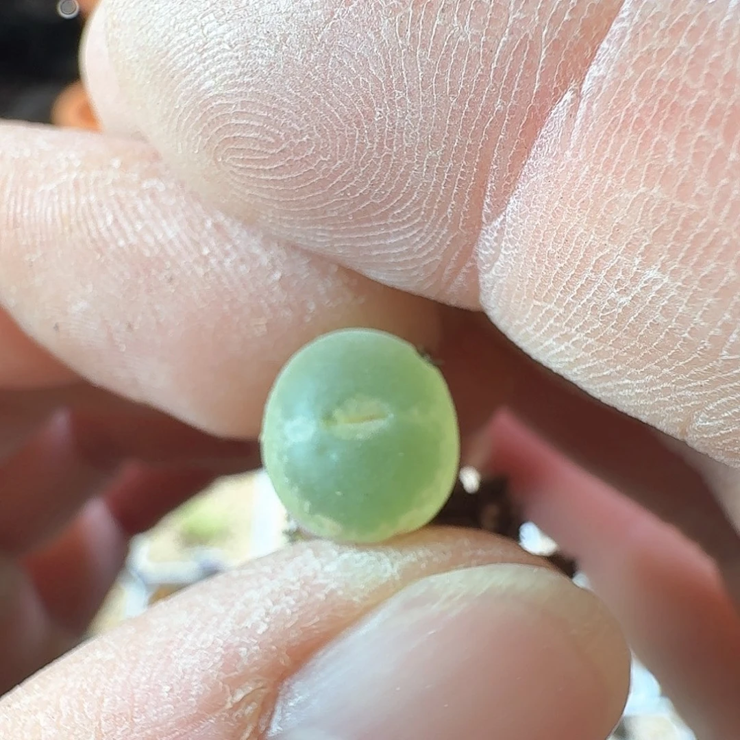 离*dy10 离楚 安格尼斯小苗