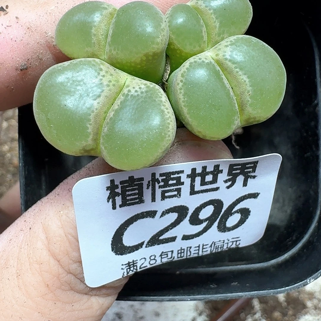 多肉植物的润泽发发