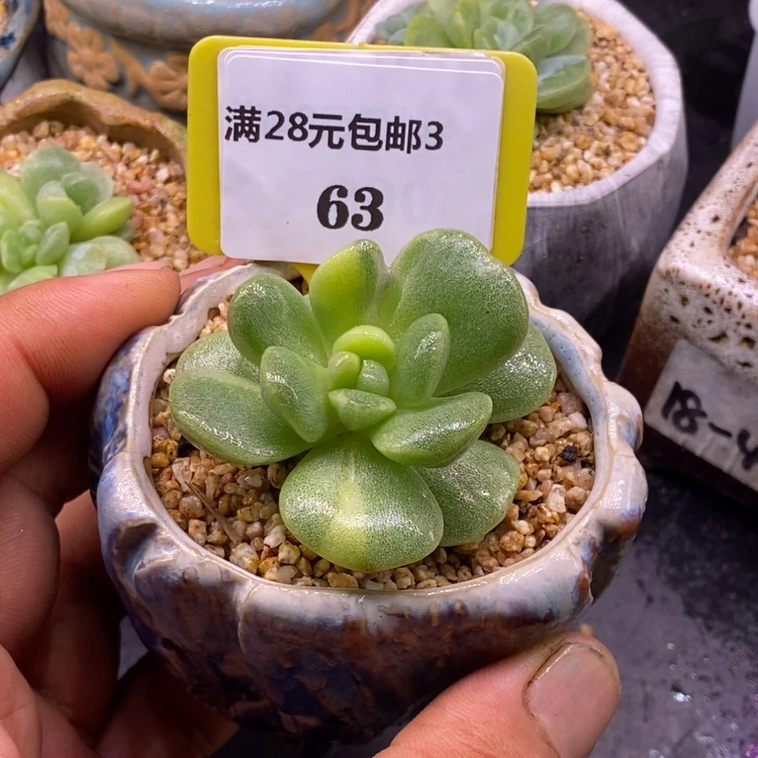 363冰玉拉丝黄锦多肉