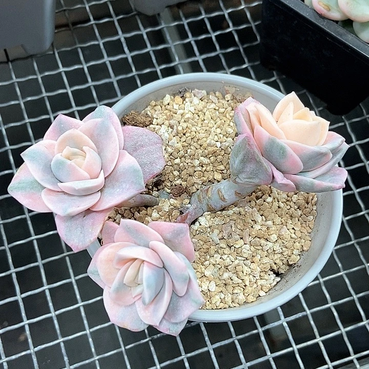 可爱玫瑰彩锦多肉植物