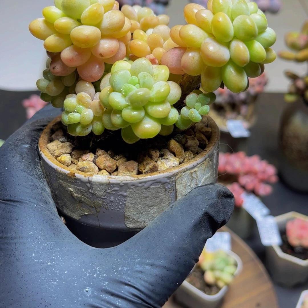 313洛可可10厘米多肉