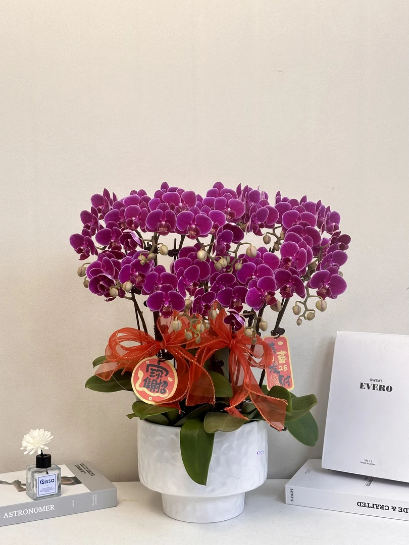 蝴蝶兰年宵花【红酒】送人送礼必备 过年居家首选 多样性发货