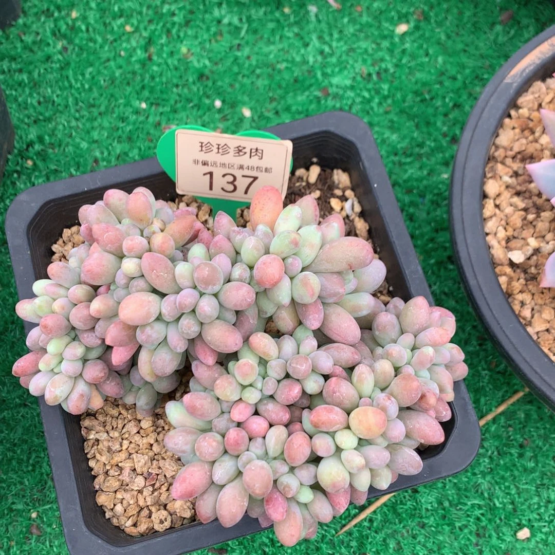 A***g汤圆缀化彩体一物一拍137