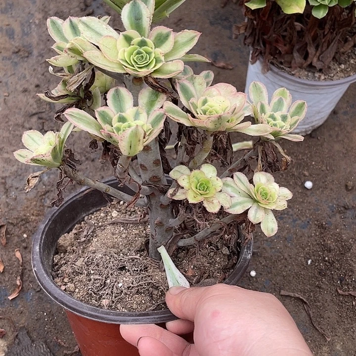 955白兰地多肉植物法师