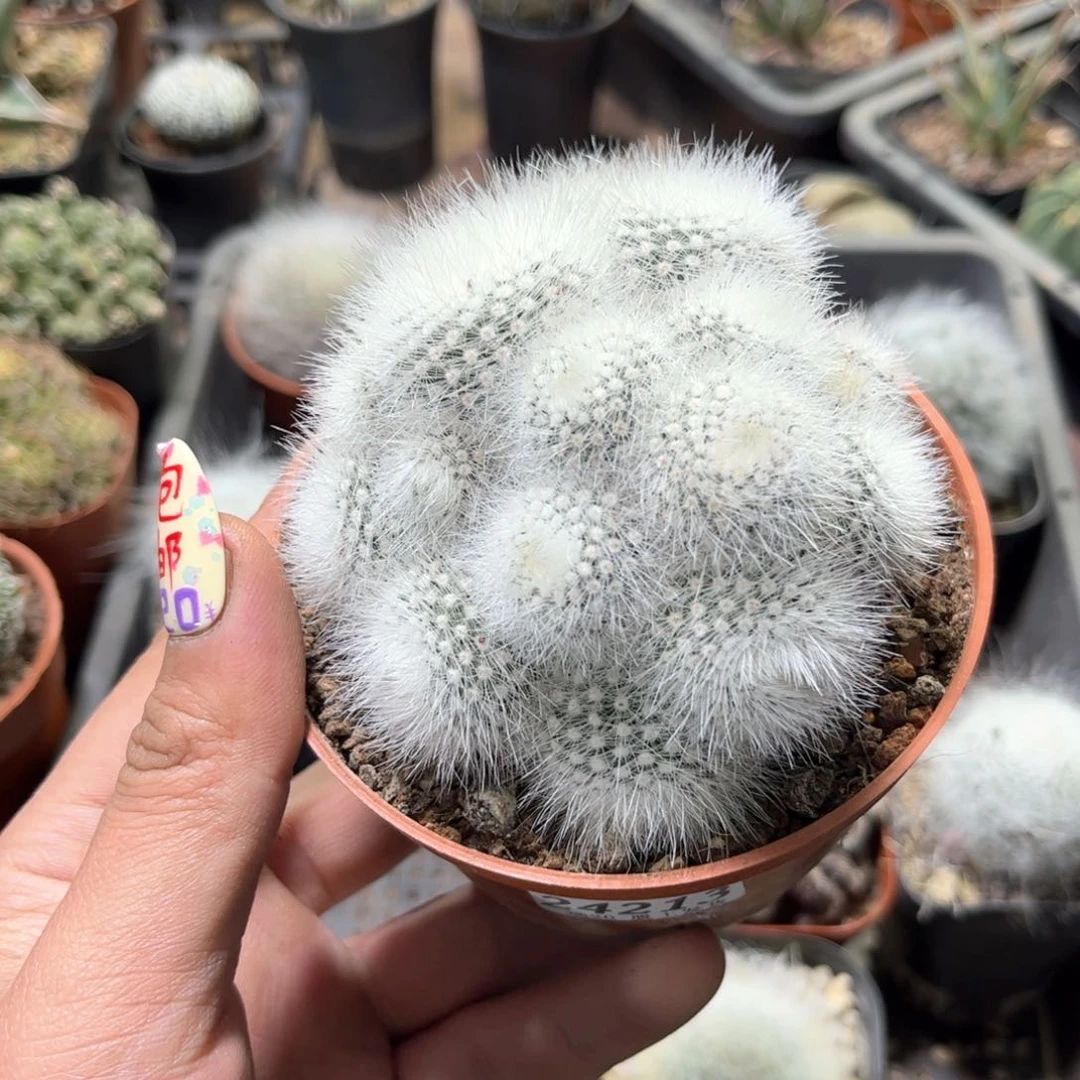 24213一物一拍单头发货白小丁