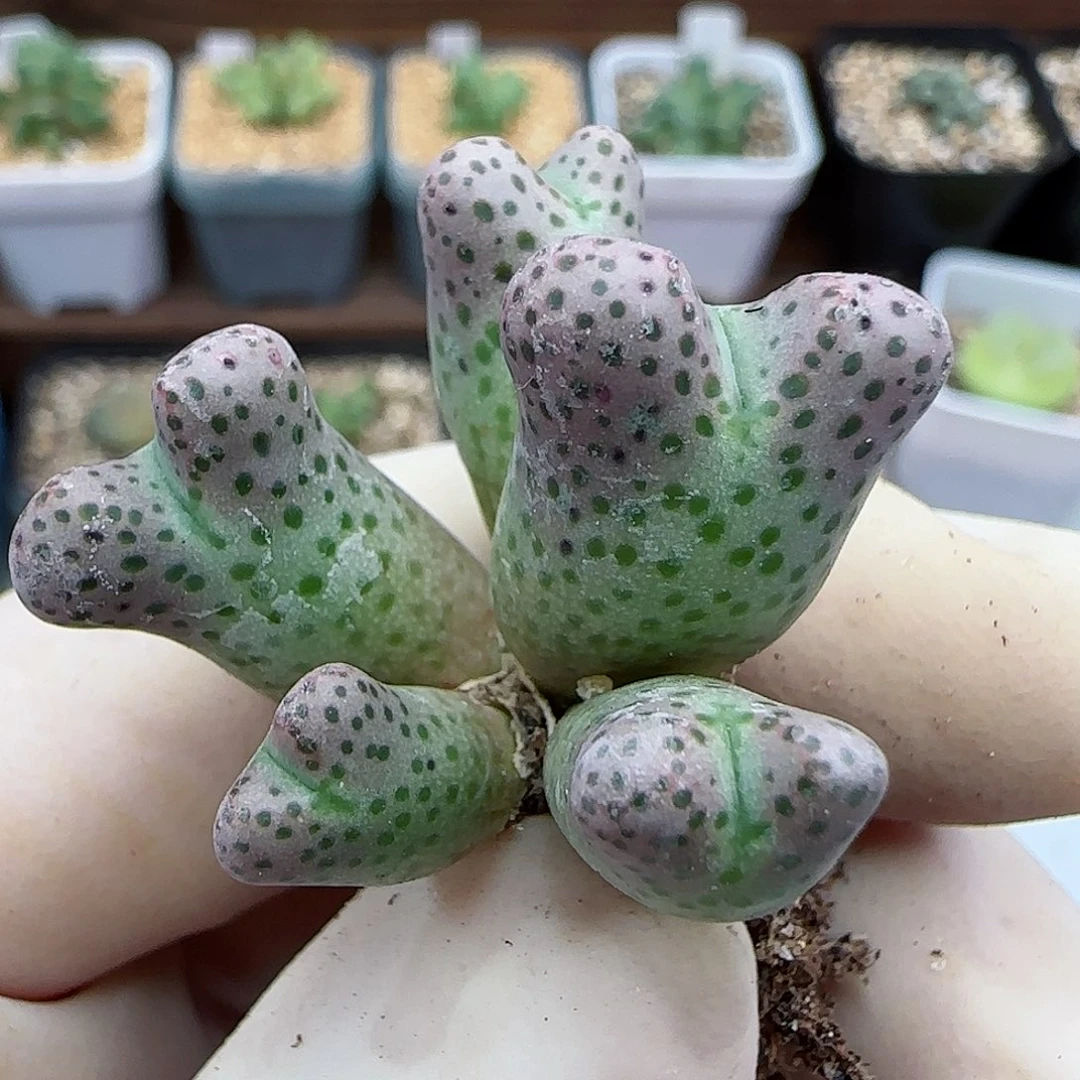 446园艺优选红斑马