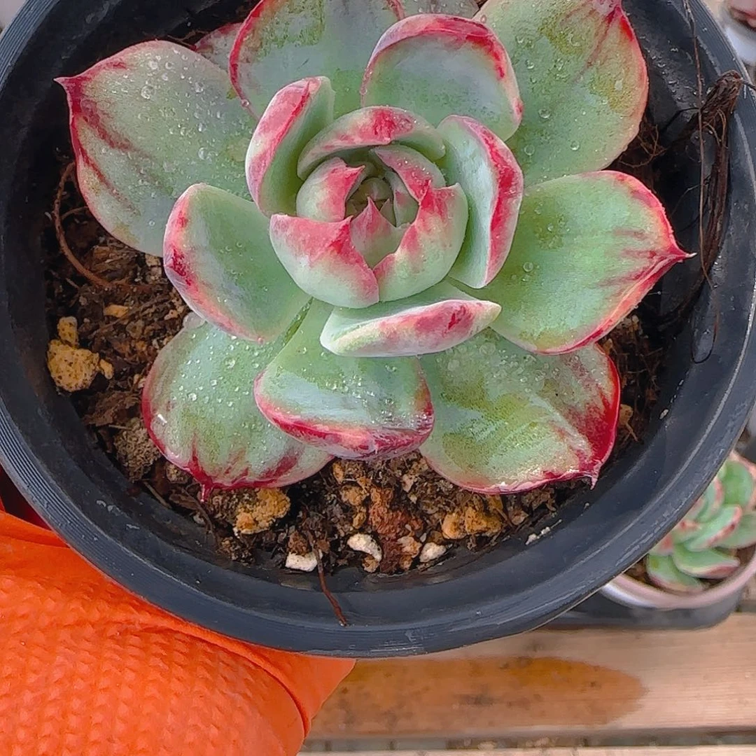 M24 惊鸿仙子多肉