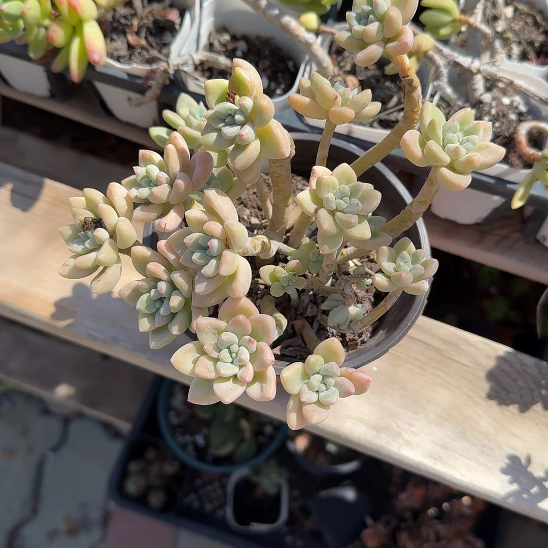 奶酪蛋糕老庄多肉植物