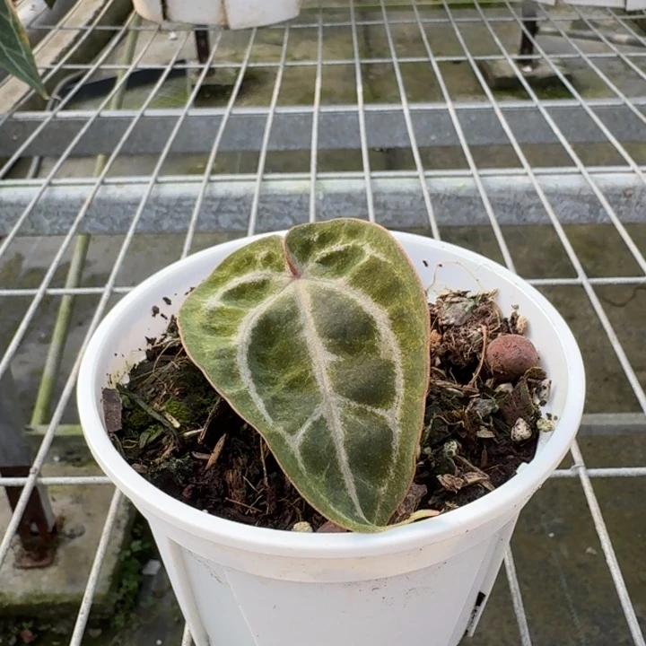 完全开放12号红水晶斑点锦