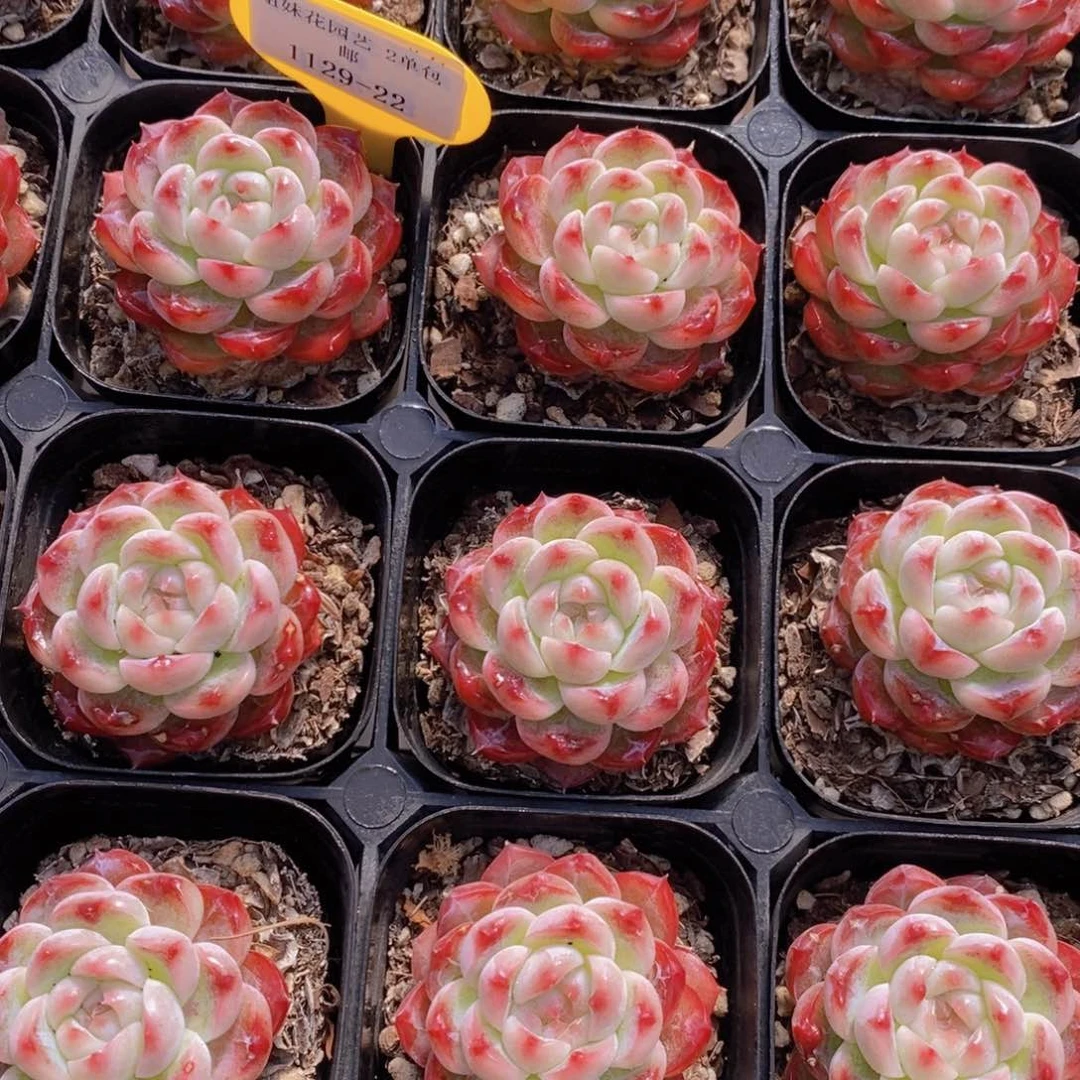 1129-22-沙漠玫瑰单头一个