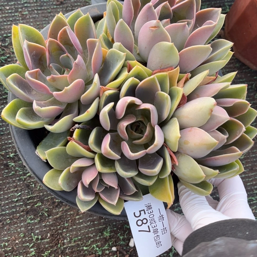 587紫气东来多肉植物……