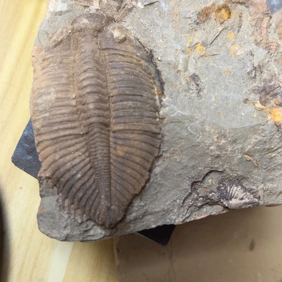 l***i古生物王冠三叶虫