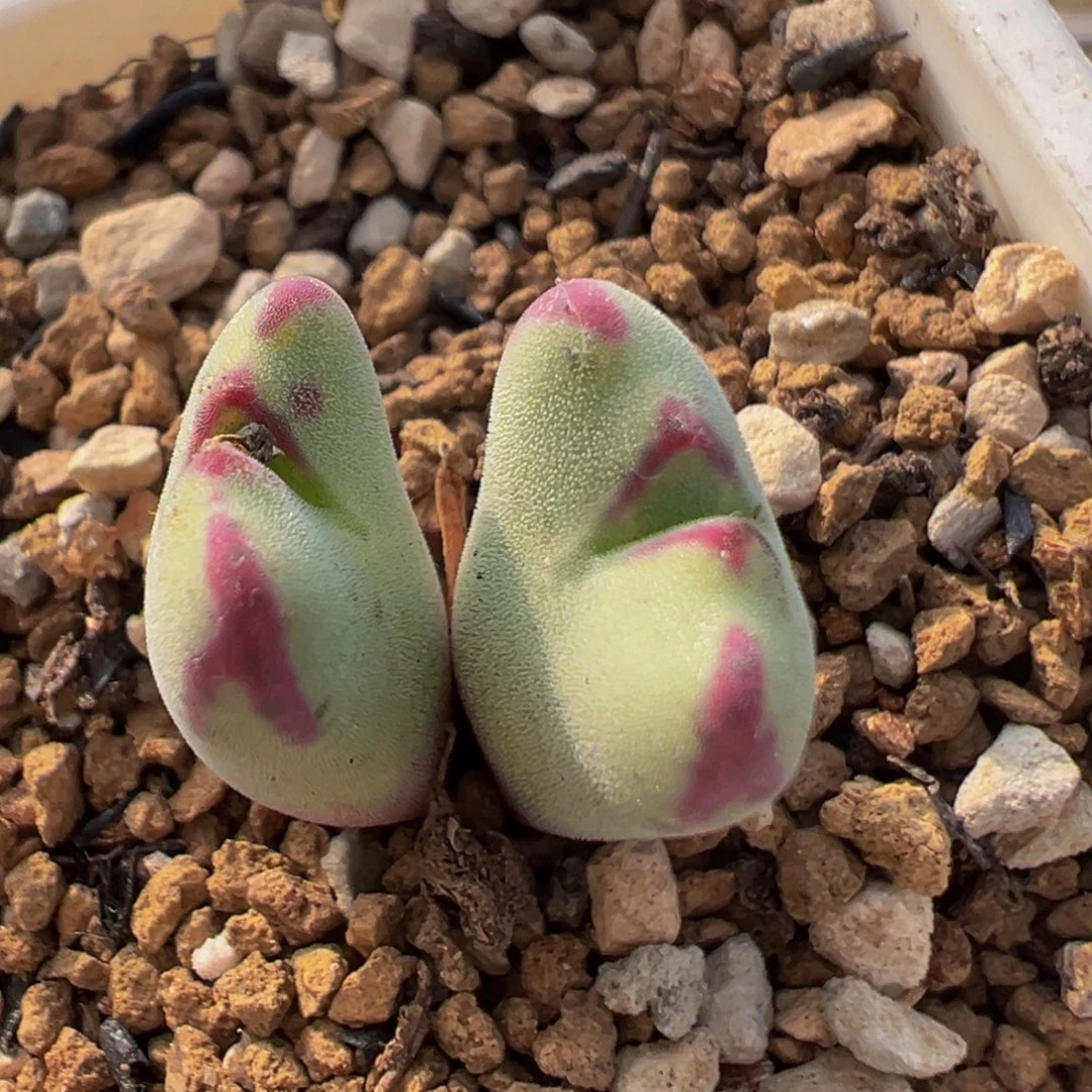 77多肉植物百科植物