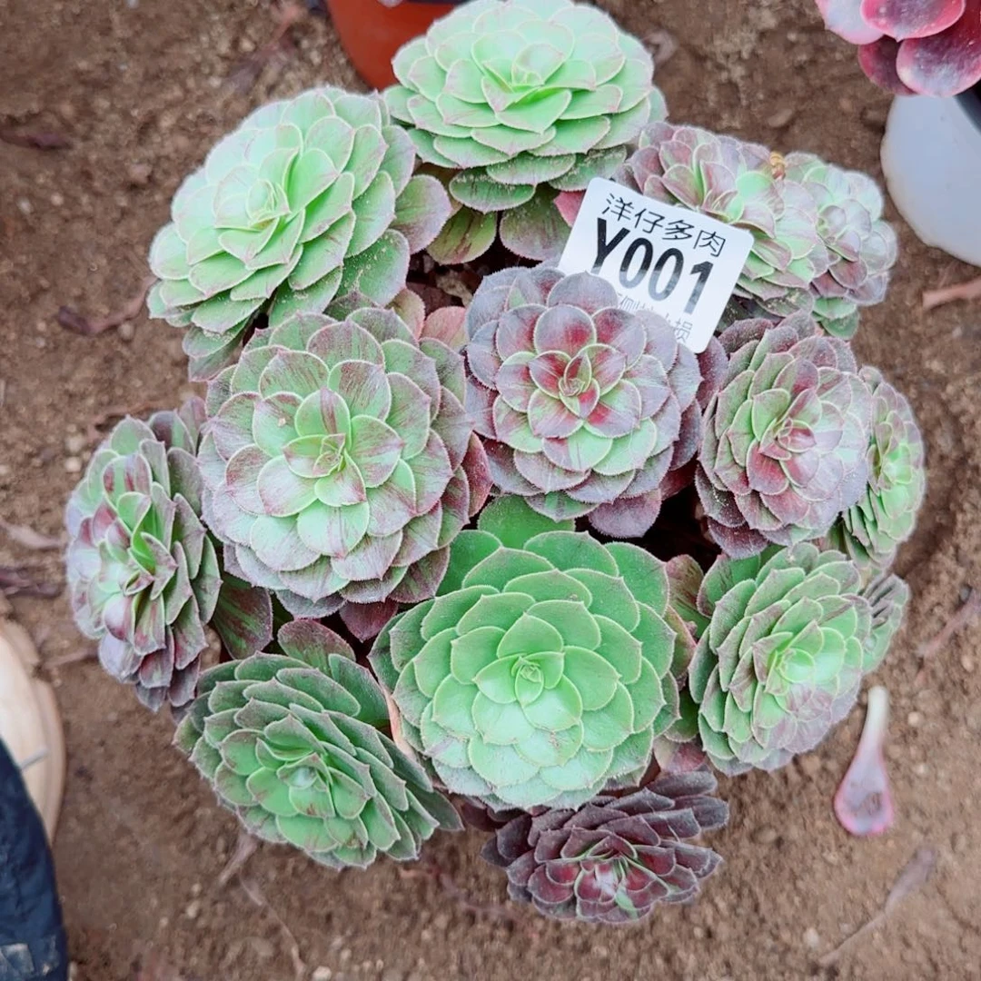 花月夜001尺寸20左右