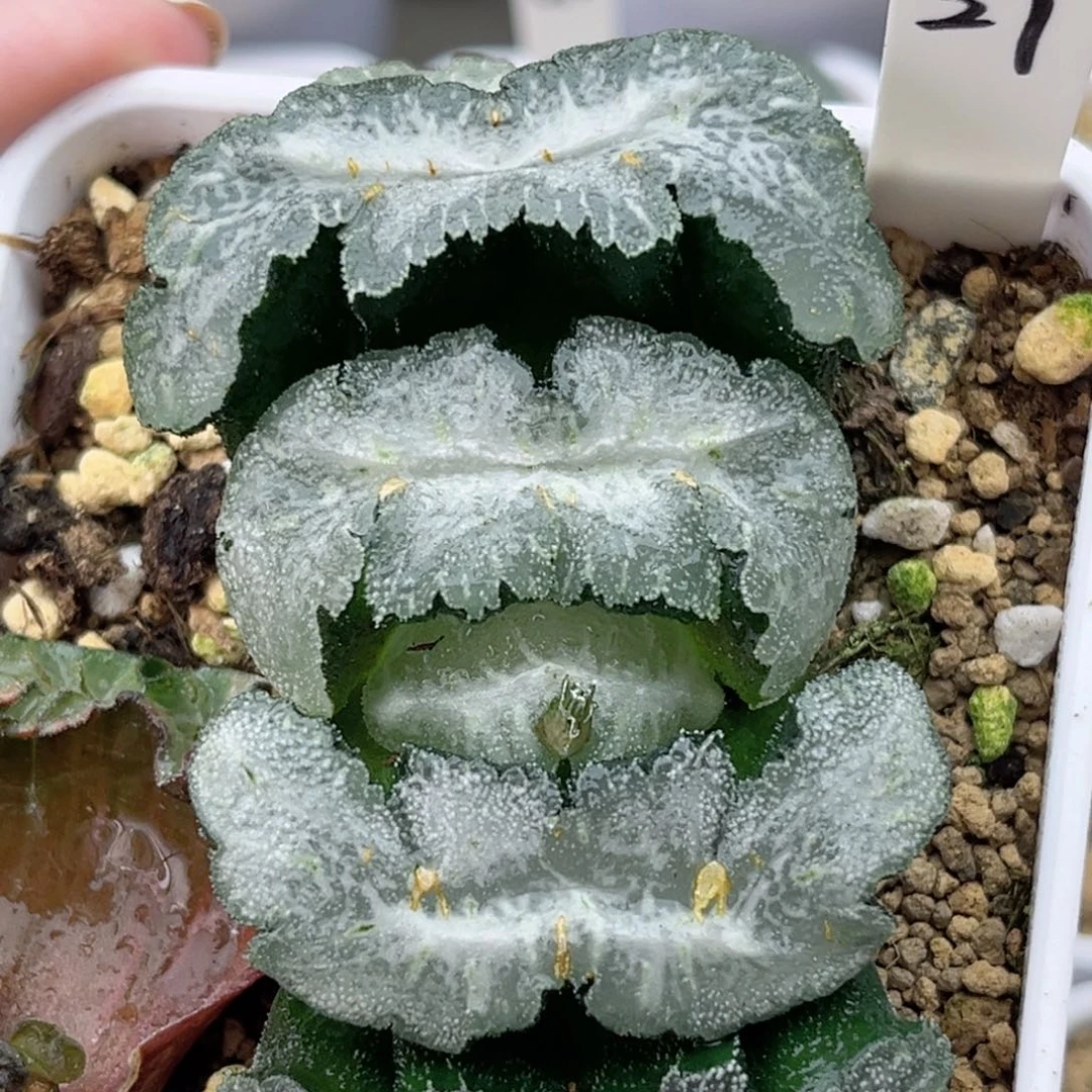 27巨大化猛犸玉扇