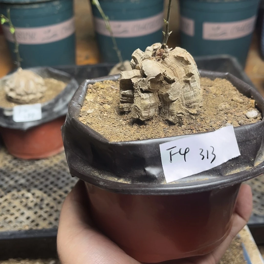 F4南非块根龟甲龙