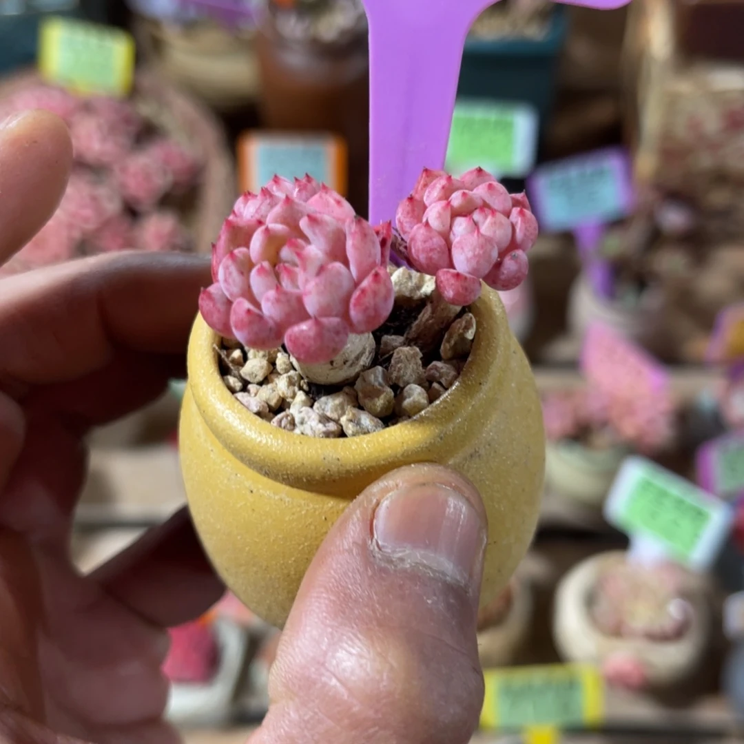 云尘多肉一物一拍不含盆1107