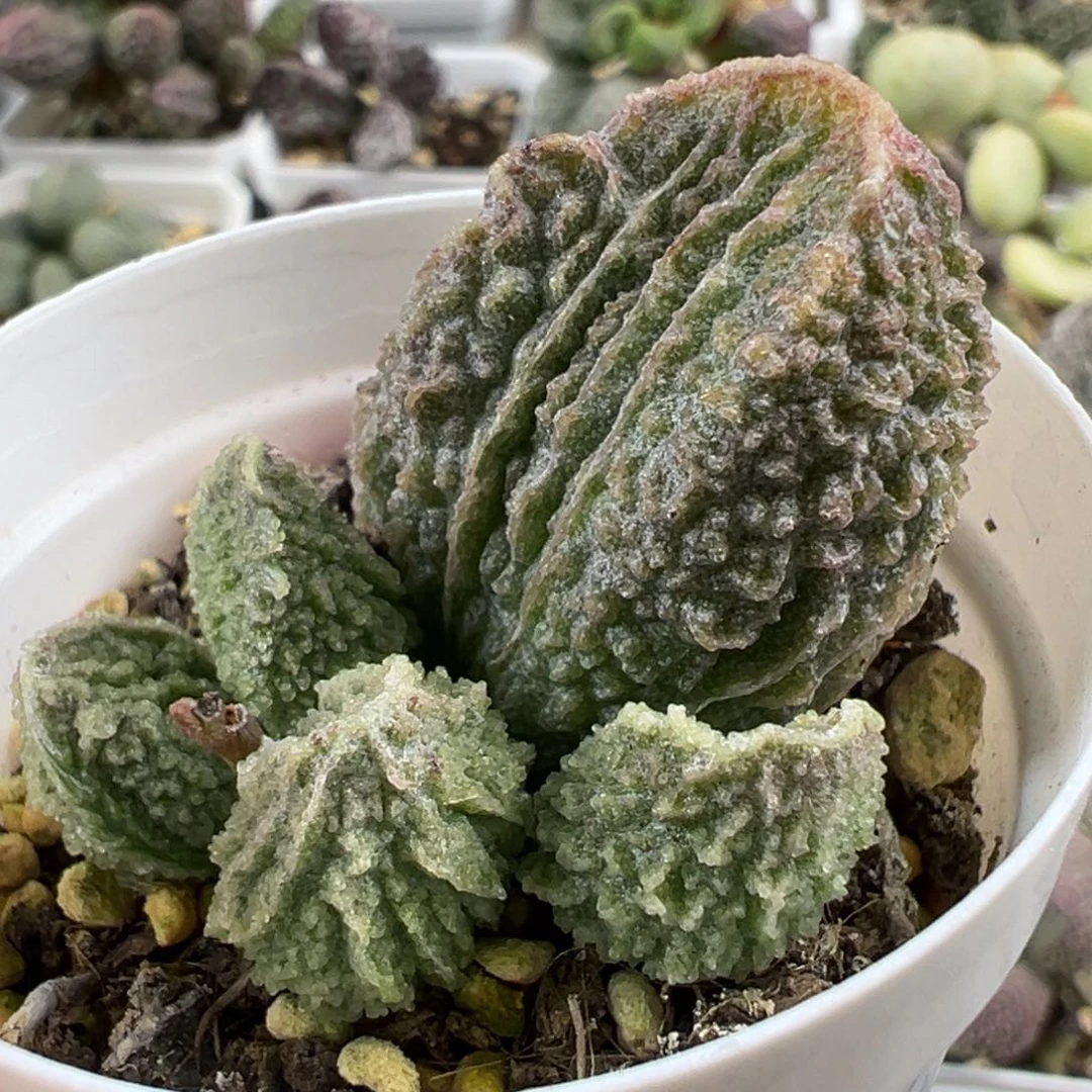 胖叶竖条纹实生大苗