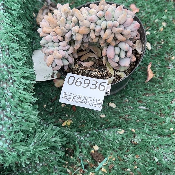 幸运的人会遇到你喜欢你
