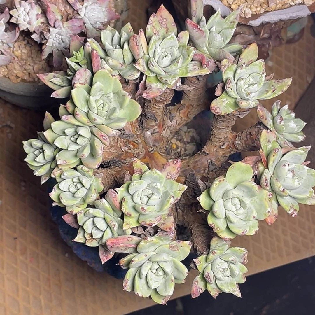 【闪购商品】绿拇指苹果叶