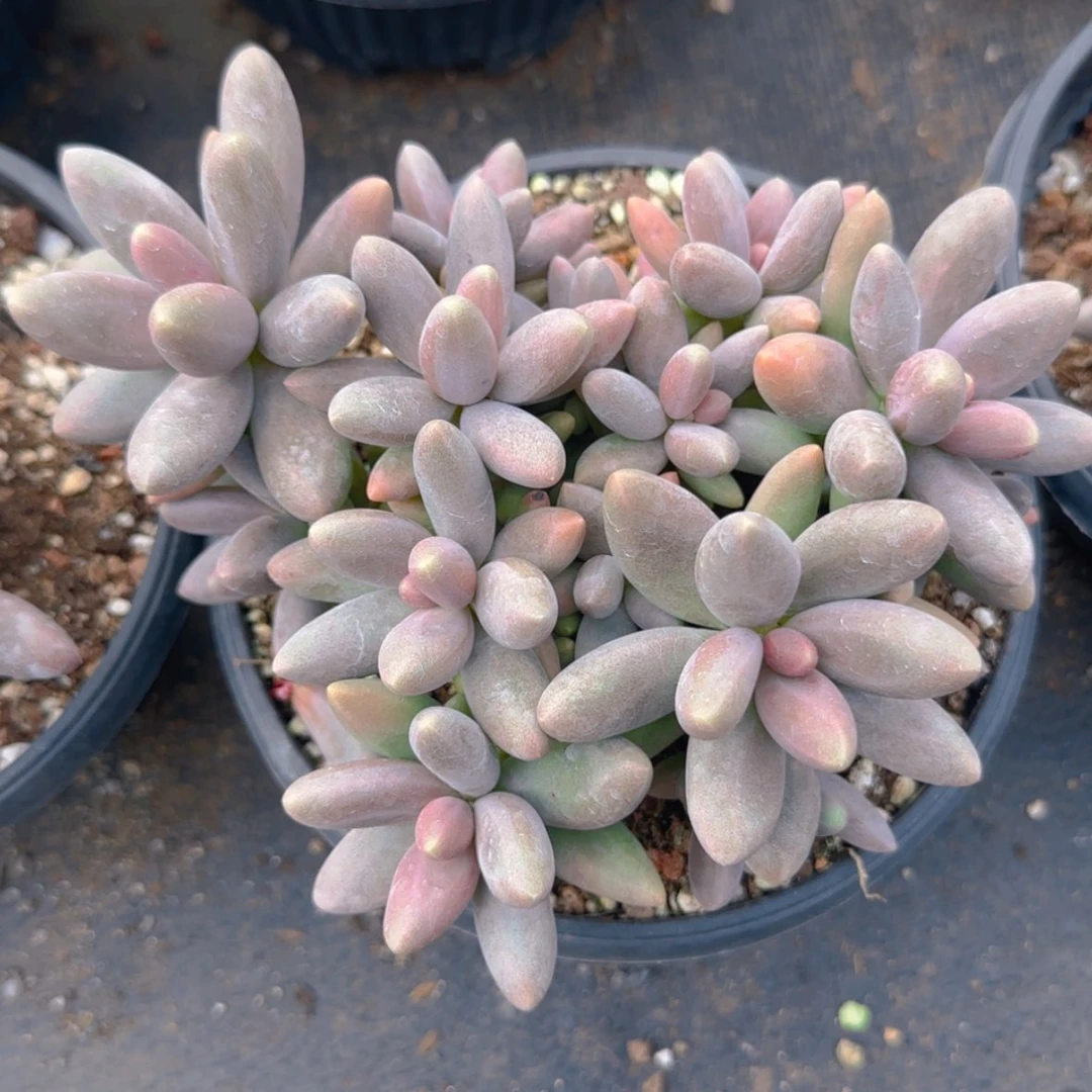 【闪购商品】糖果美人29.9