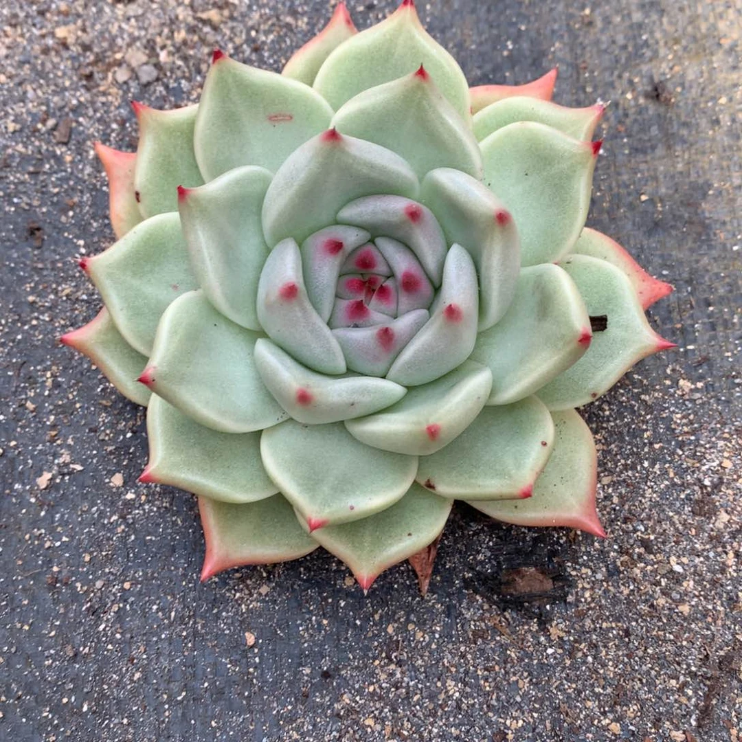 东云一物一拍…………