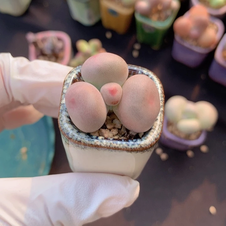 米可奶酪 一物一拍