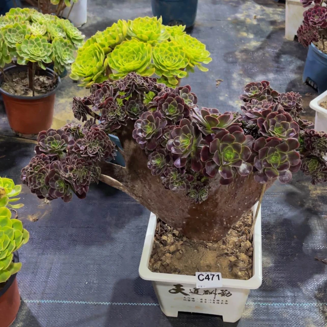 【闪购商品】s****047100