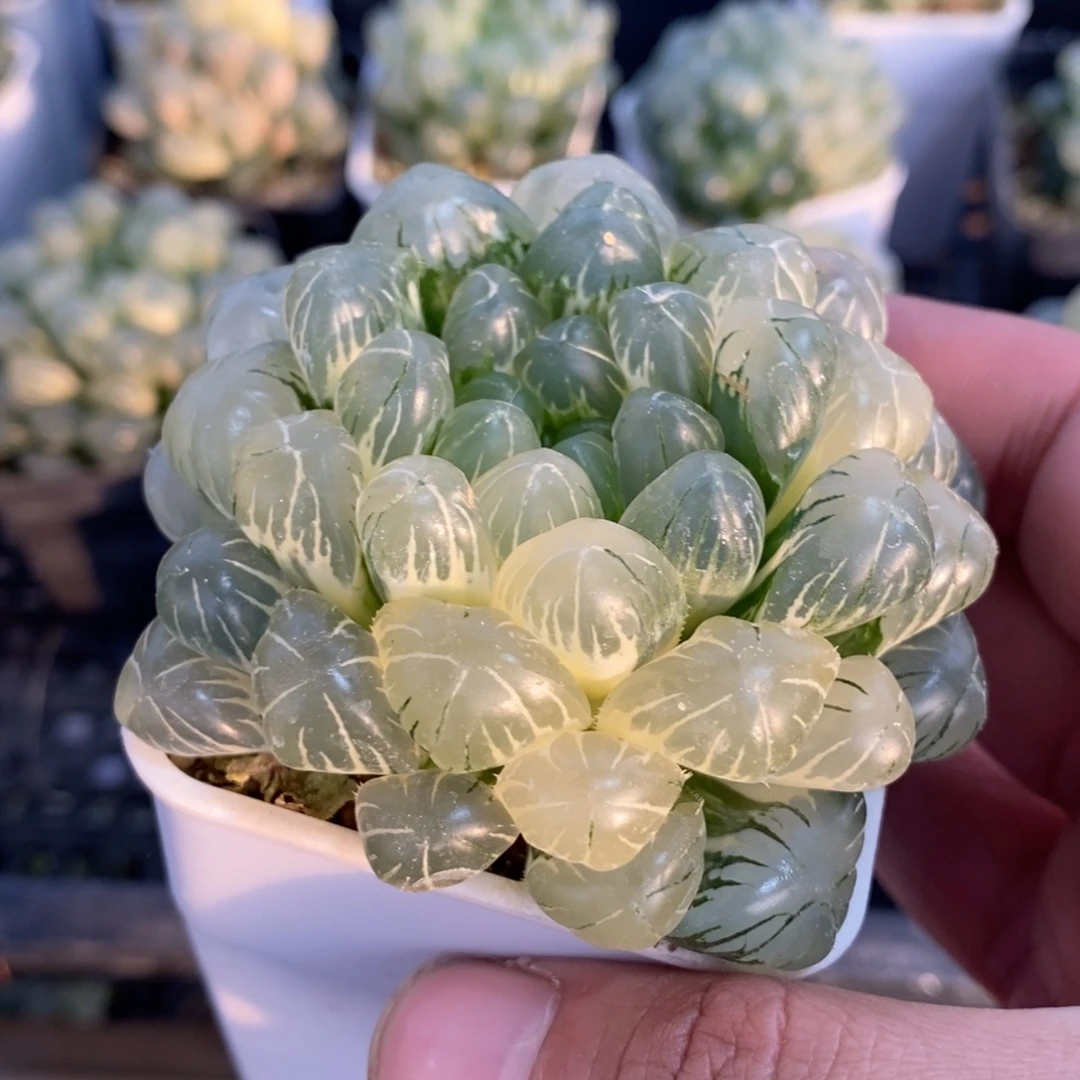 一颗湖水玉露锦 元旦福利