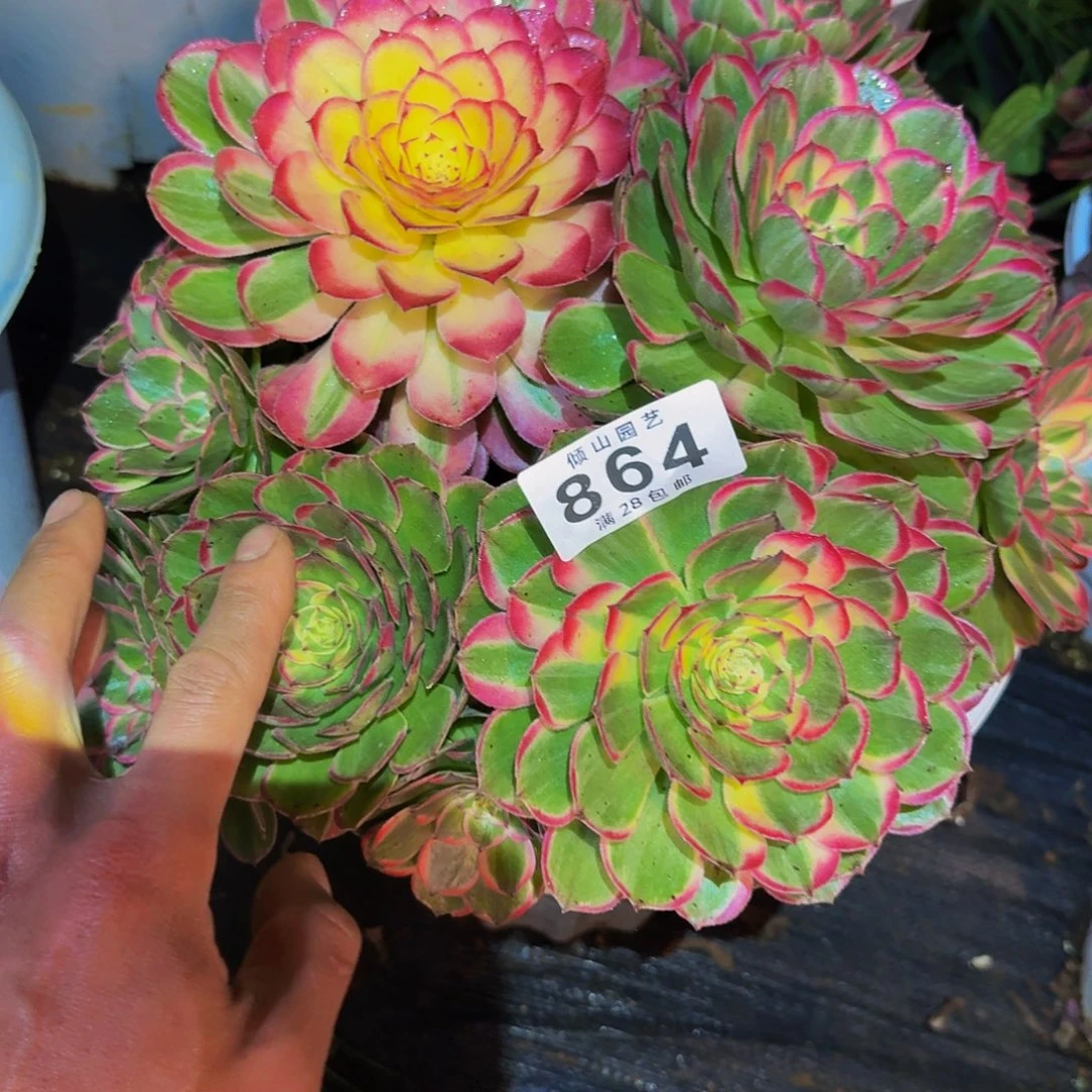 月***桐864号多肉植物丘比特