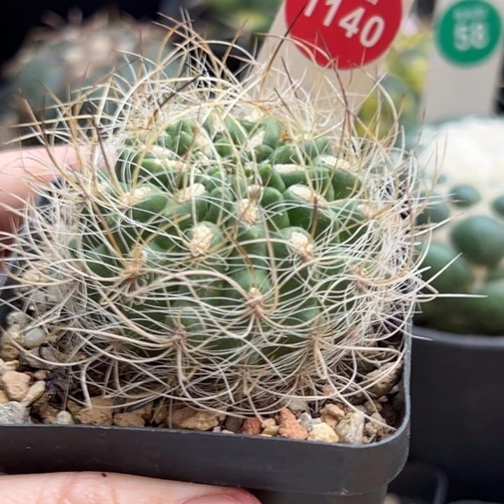 实生狂刺银翁玉4.8cm