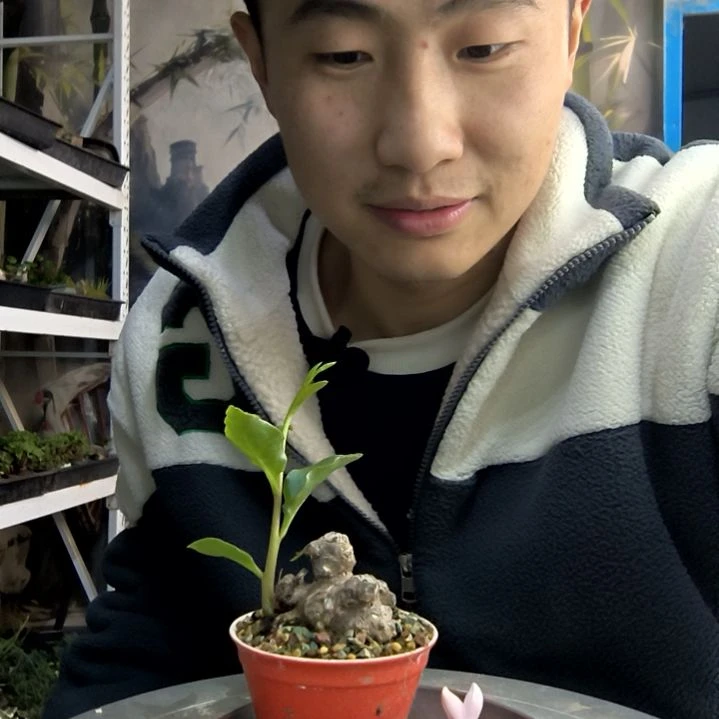 我***有小盆景小植物一物一拍12