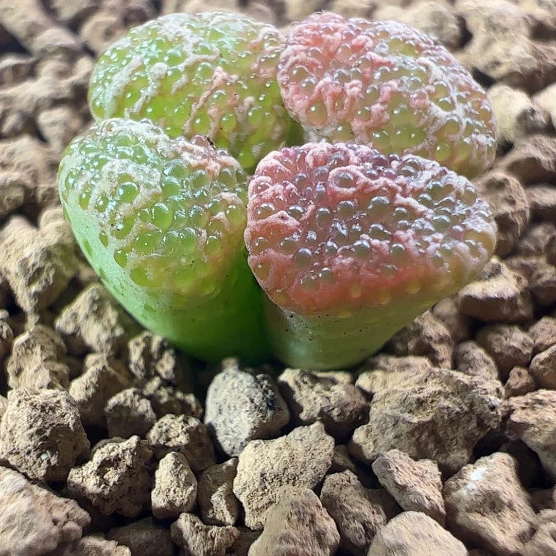 0000464一物一拍泡泡杂交