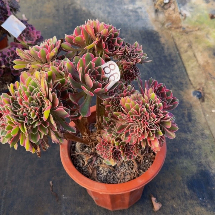 无花朵000000861女巫缀