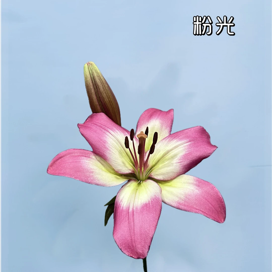 粉光单瓣百合【A级】渐变粉3枝装