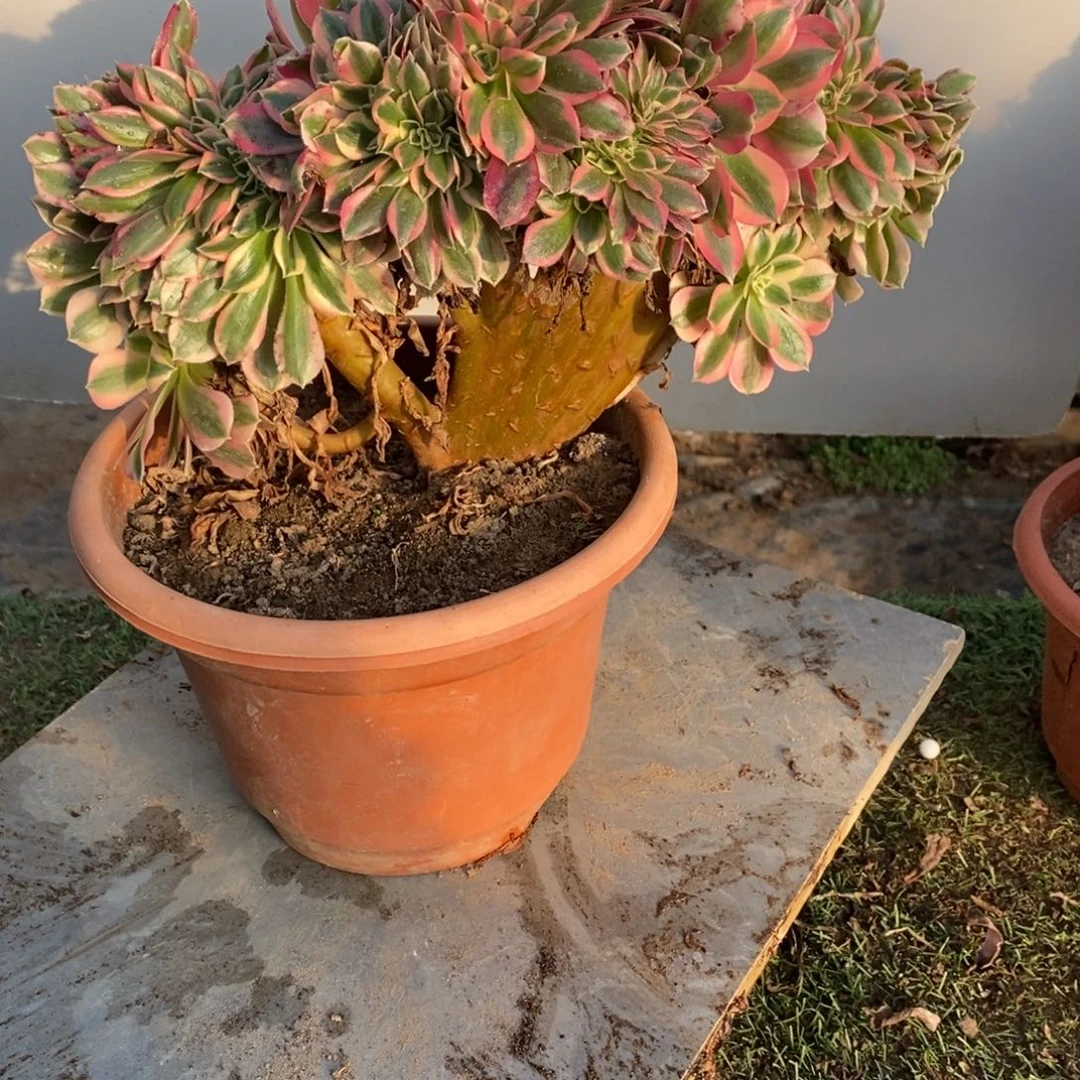 用***2粉女巫缀化1颗10542号