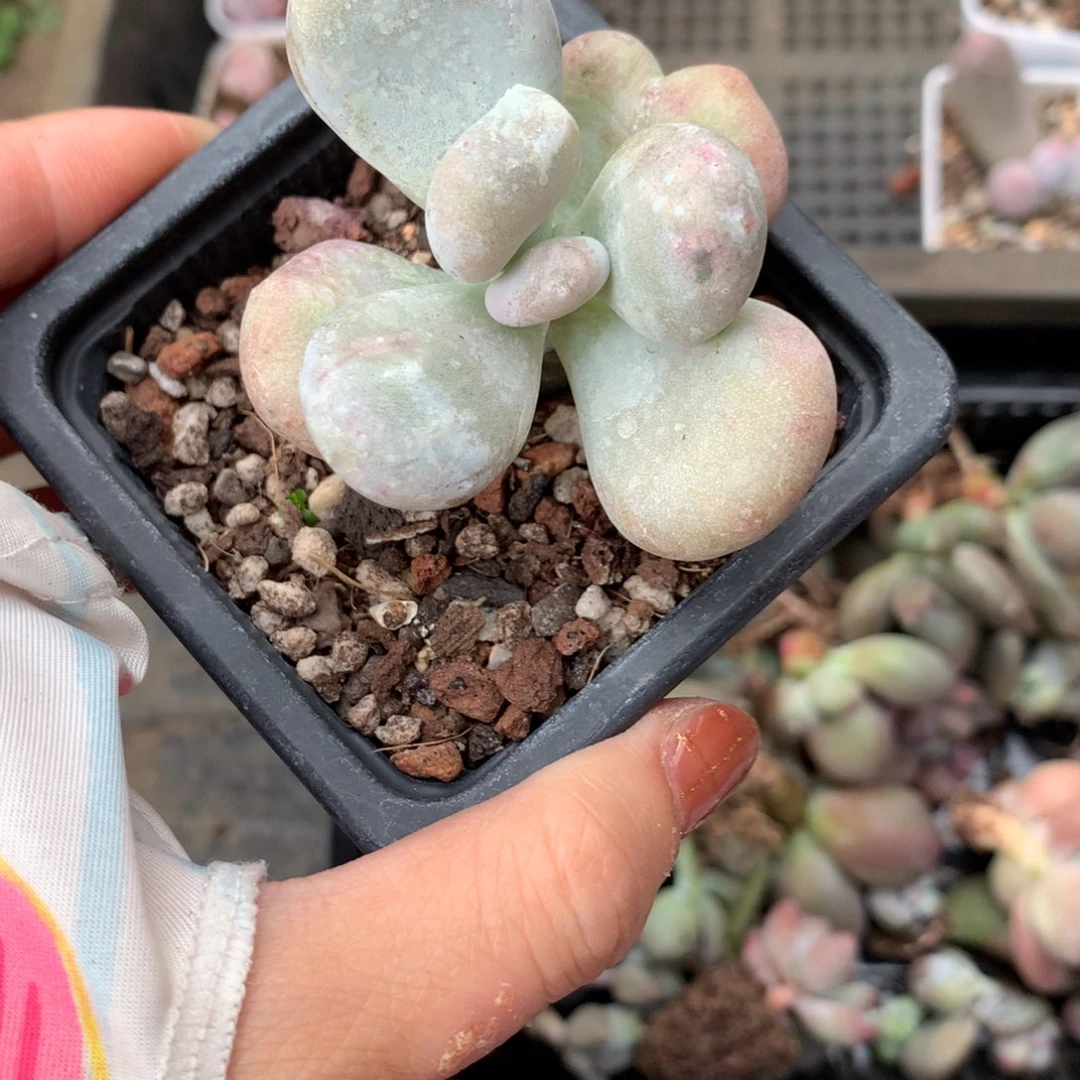 油煎和高后给哈更尴尬
