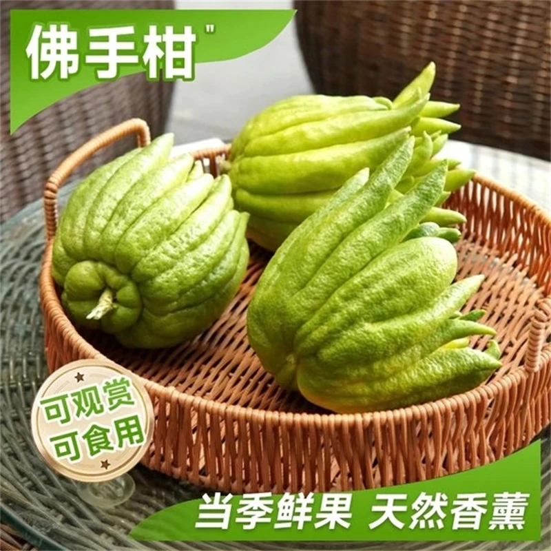 观赏佛手柑新鲜现摘佛手果清供礼佛供台摆放天然香薰摆件闻香