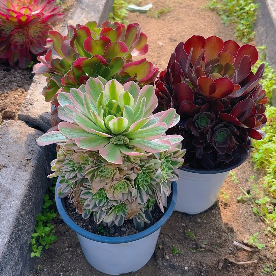 红玫瑰特斯拉新尼亚多肉植物