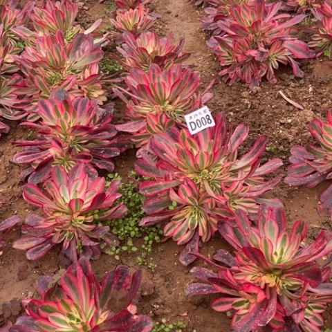 008美杜莎不包断枝