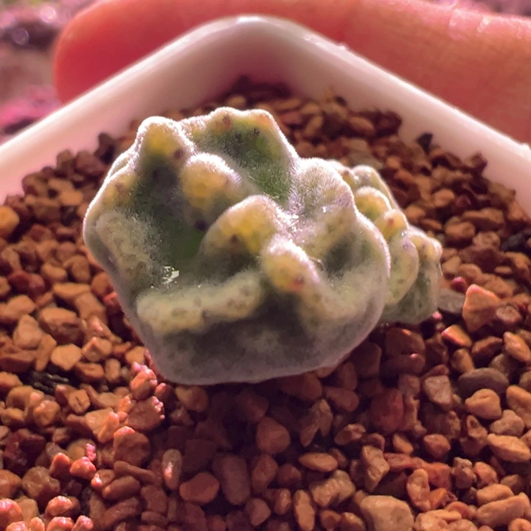 1015，蛙哥鬼脸绿豆糕