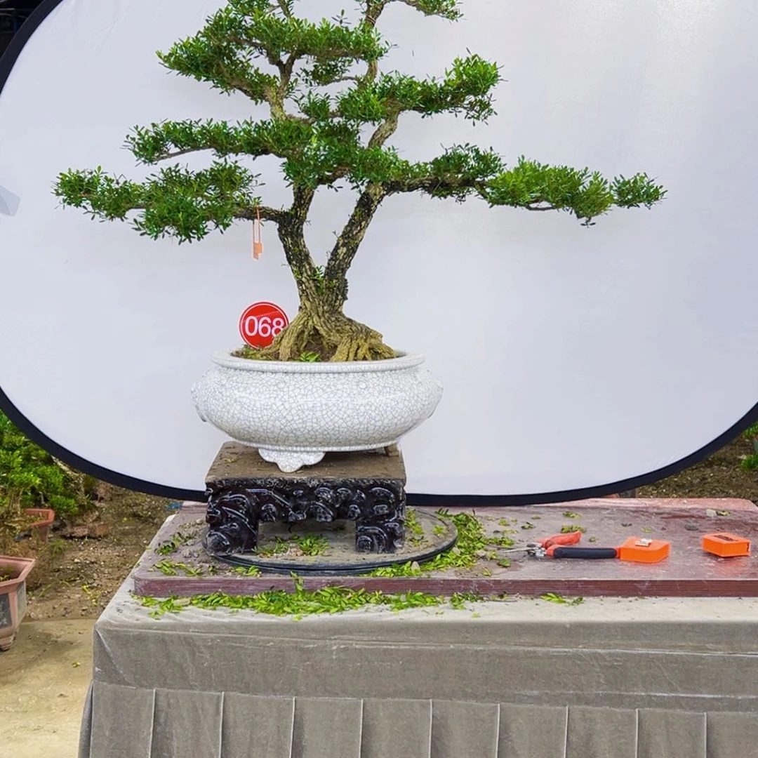 无花朵高端黄杨盆景艺术