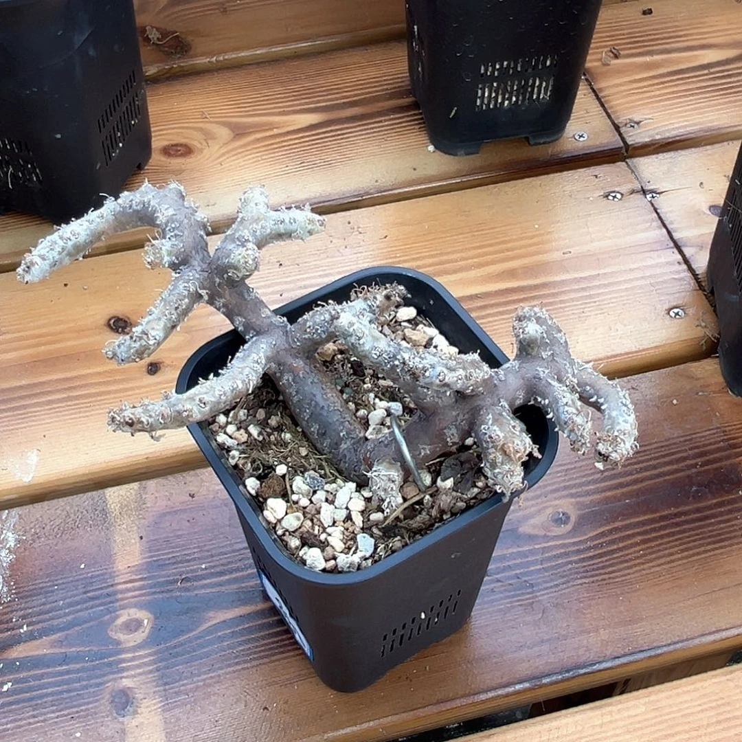 潮流植物产地黑皮月界，