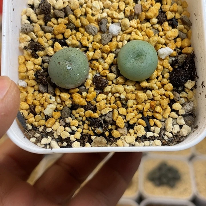 佳人园艺多肉生石花小拳拳725