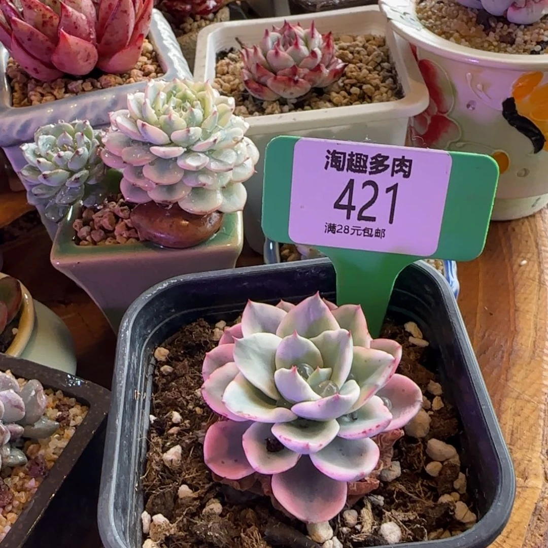 多肉植物黄桃井单头