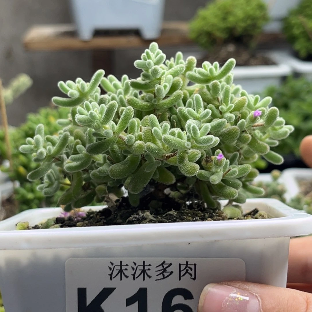 ****）冰橙168。